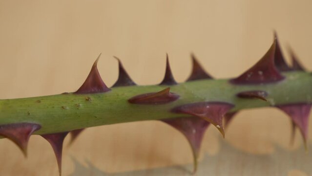 MACRO, DOF: A detailed view of a green rose stem overgrown with sharp and pointed red thorns. The stunning sharpness and texture of numerous flower spikes for natural defence mechanism of rose plant.