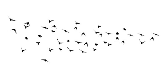 Flying birds silhouette flock. hand drawing. Not AI, Summer vector illustration