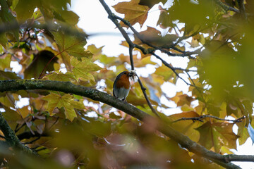 The  European robin carrying food to its chicks
