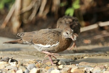 White winged doves looking for food