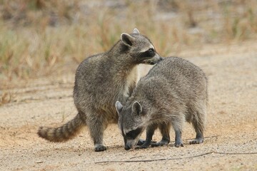 2 Racoons playing on an empty lot