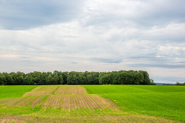 Corn and hay alternating in rows for the practice of strip cropping in Wisconsin