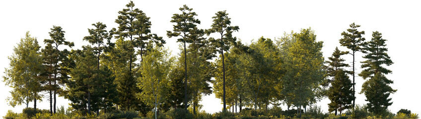 Frontal view Forest mixed trees (birch, sycamore platanus, spruce, pine, maple and other) isolated png on a transparent background premium cutout 