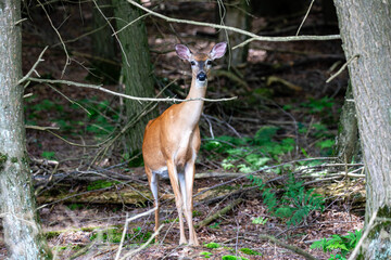 White-tailed deer (Odocoileus virginianus) Doe in late June.