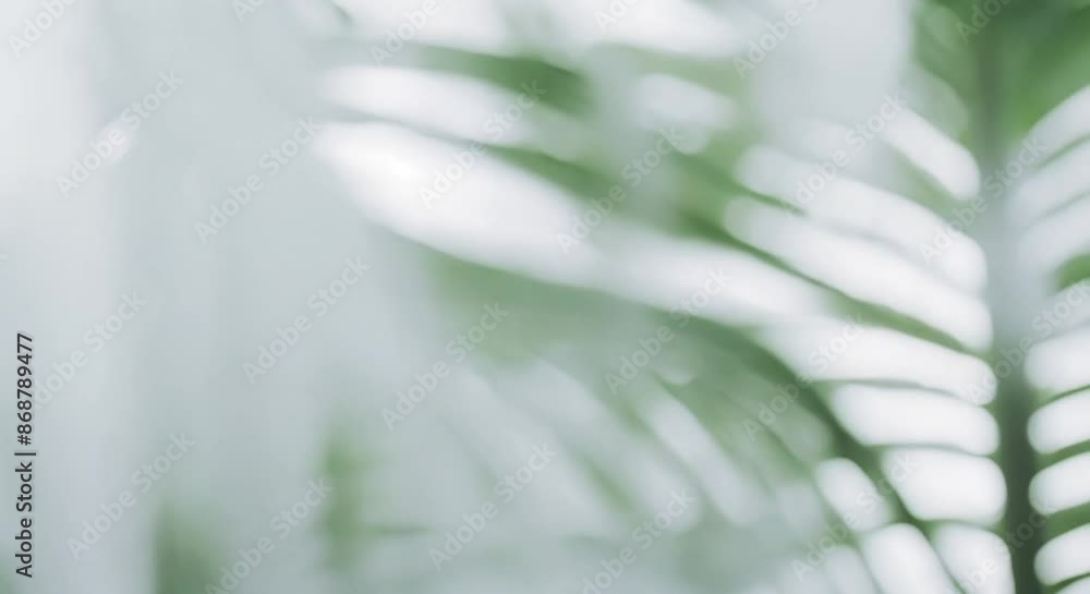Poster  Tropical palm leaves casting soft intricate shadows on a white background The simple composition and gentle lighting create a serene minimalist aesthetic 4k animation
