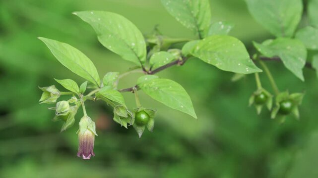 Belladonna or deadly nightshade plant with flowers and fruits, Atropa belladonna