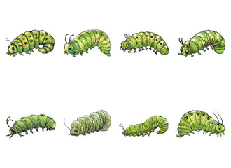 Naklejka premium caterpillar vector illustration isolated on white background. 