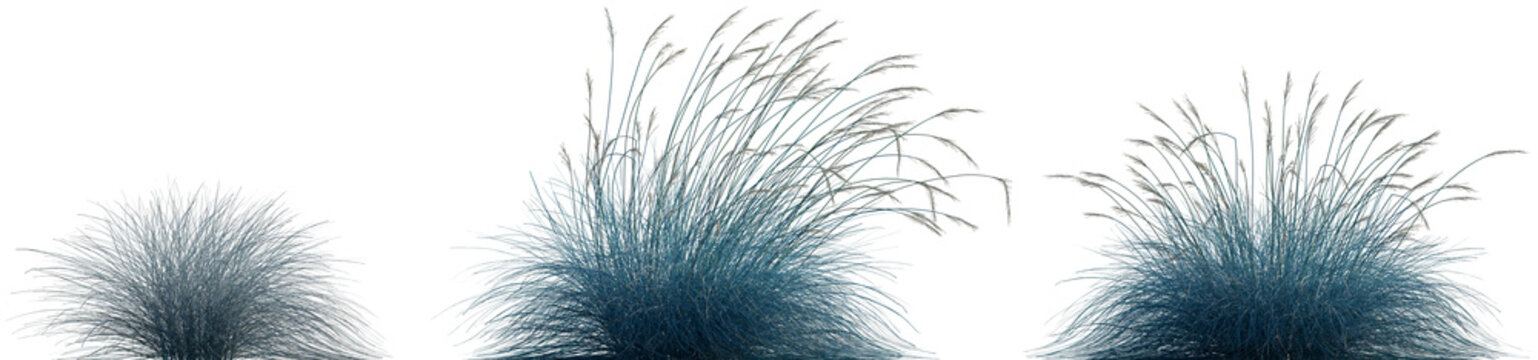 Festuca glauca single grass isolated frontal set of  png on a transparent background premium cutout high resolution (Blue Fescue, Common Blue Fescue, Elijah Blue)