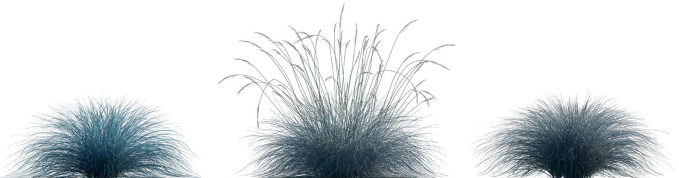 Festuca glauca single grass isolated frontal set of  png on a transparent background perfectly cutout high resolution (Blue Fescue, Common Blue Fescue, Elijah Blue)