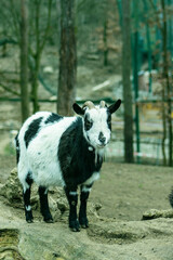 Portrait of a two-tone goat. Posing goat. Goat with small horns. Goat in an outdoor enclosure. Animal on the farm. A domesticated animal.