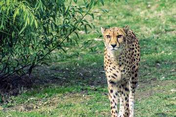 Leopard in zoo exhibit. Leopard walking in zoo enclosure. Leopard, nature, exposition, enclosure.