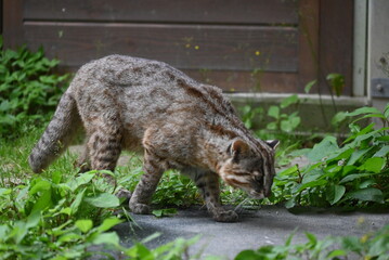 落ち着きなく歩き回るツシマヤマネコ © Enriqecido