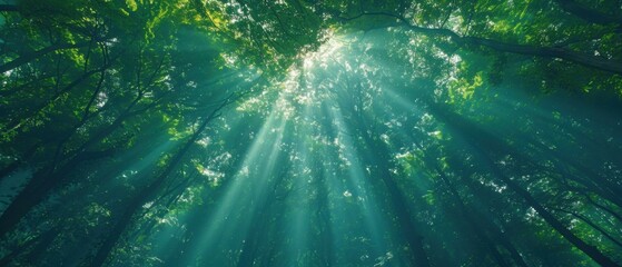 Obraz premium Looking up at the sun shining through the tall trees in a lush green forest. AI.