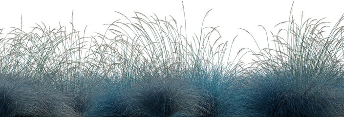 Frontal field set of Festuca glauca grass isolated png on a transparent background perfectly cutout high resolution (Blue Fescue, Common Blue Fescue, Elijah Blue)