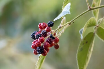 Fruits of the raspberry Rubus urticifolius