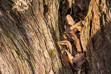 Texture of dry old tree in the forest closeup