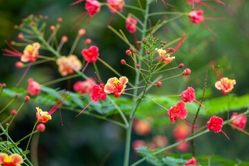 Flower of a poinciana, Caesalpinia pulcherrima