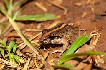 Fitzinger's robber frog, Craugastor fitzingeri