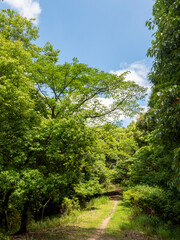 新緑の植物に覆われた山道の風景