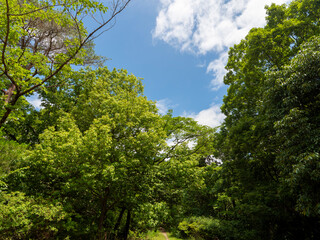 新緑の植物に覆われた山道の風景