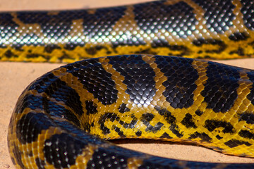 Sucuri snake, in the Pantanal, Cuiabá, Brazil.