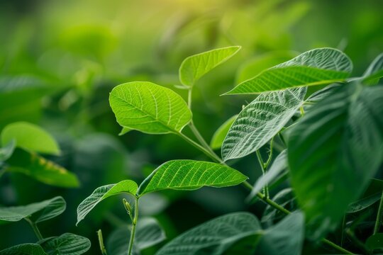 Soy leaves plants in Amazon farm Ecology monoculture conservation deforestation agriculture global warming