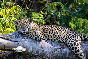 Jaguar in the river, in the Pantanal, Cuiaba, Brazil