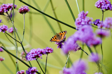 Butterfly on Flower