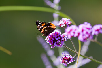 Butterfly on Flower