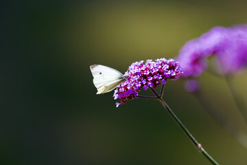 Butterfly on Flower