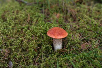 Orange-cap boletus (lat. Leccinium aurantiacum) mushroom growing at mossy forest