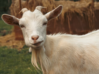 Amy the fainting goat making funny faces as she is getting treats on a summer day