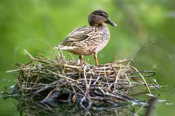 Mallard Duck on Nest