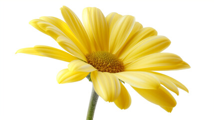 Fototapeta premium yellow daisy isolated on white
