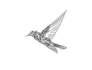 hummingbird drawing , illustration thin line,  tattoo style.  feather wings, flying 
