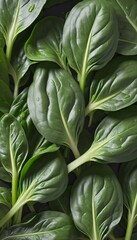 Obraz premium Nourishing vegan salad featuring fresh organic spinach, a close-up of green leafy goodness