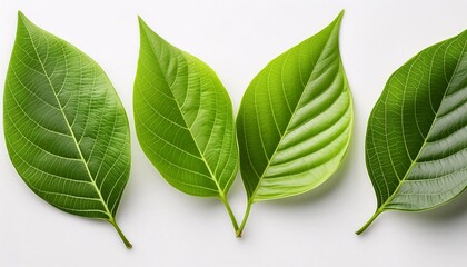 Obraz premium Green leaves are displayed on a pure white background.generative ai