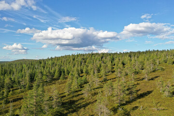 Summery aerial view of a coniferous forest at Riisitunturi national park, Posio, Northern Finland, Europe