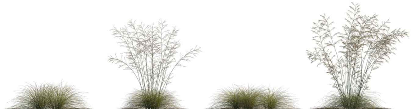 Frontal set of Deschampsia cespitosa single grass isolated png on a transparent background premium cutout high resolution (Tufted Hair Grass, Tussock Grass)