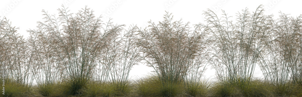 Wall mural Frontal field set of Deschampsia cespitosa grass isolated png on a transparent background perfectly cutout high resolution (Tufted Hair Grass, Tussock Grass)