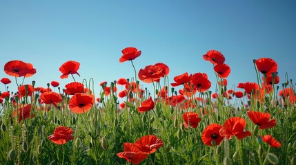 Obraz premium Bright red poppies in a green field under a clear blue sky. Vivid color contrast captures natural beauty. Ideal for nature, floral, and spring-themed projects. AI