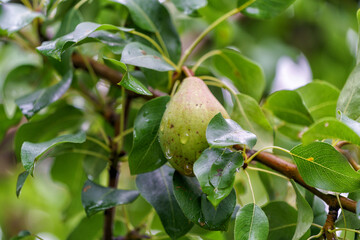 Ripening pears on pear tree in a garden, natural light, summer.