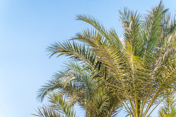 Palm tree with green leaves on blue background