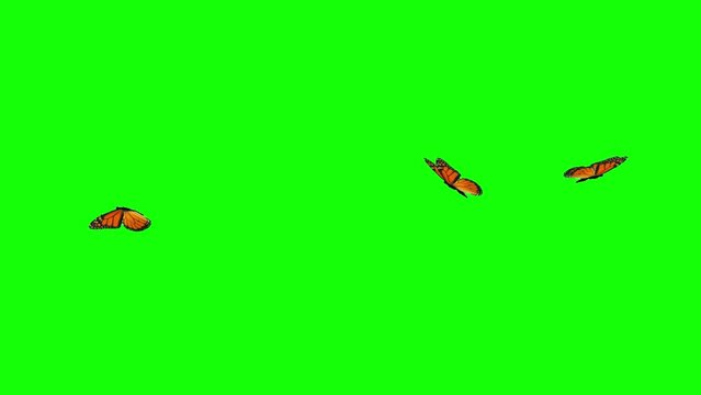 Three monarch butterflies flying in different directions in 2D animation with green background