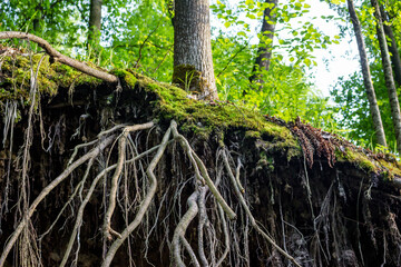 Tree roots sticking out on a cliff, root system