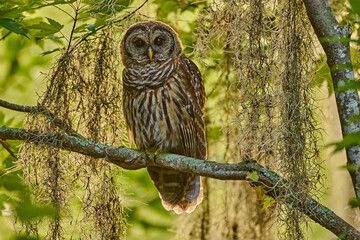 Barred owl on a perch 