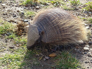 Armadillo, peludo animal. 