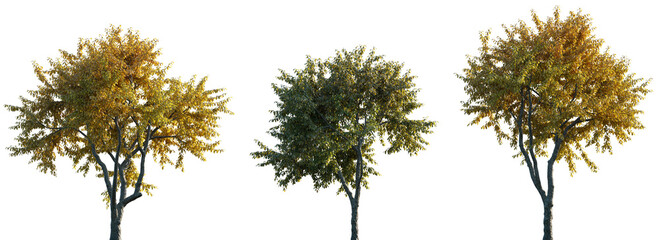 Elm Ulmus changii Hangzhou medium and small trees frontal isolated png in sunny daylight on a...