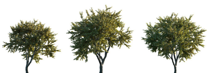 Elm Ulmus changii Hangzhou medium and small trees frontal isolated png in sunny daylight on a...