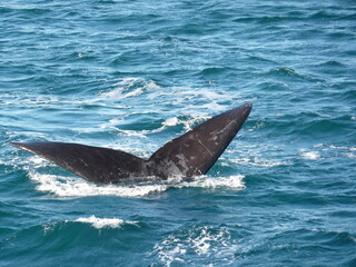 Fototapeta premium Southern right whale tail